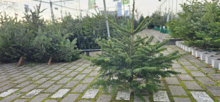 Weihnachtsbaumverkauf